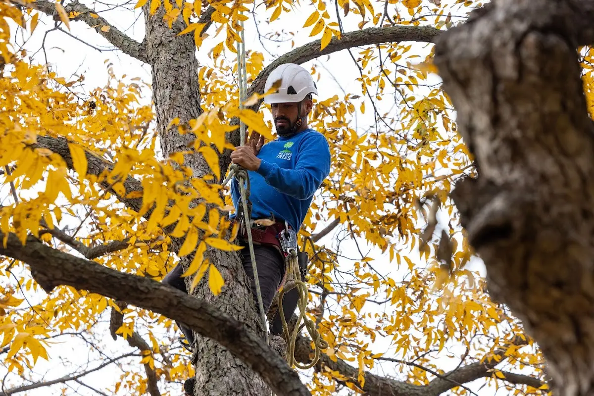 Skilled Emergency Tree Service crew working in Clinton